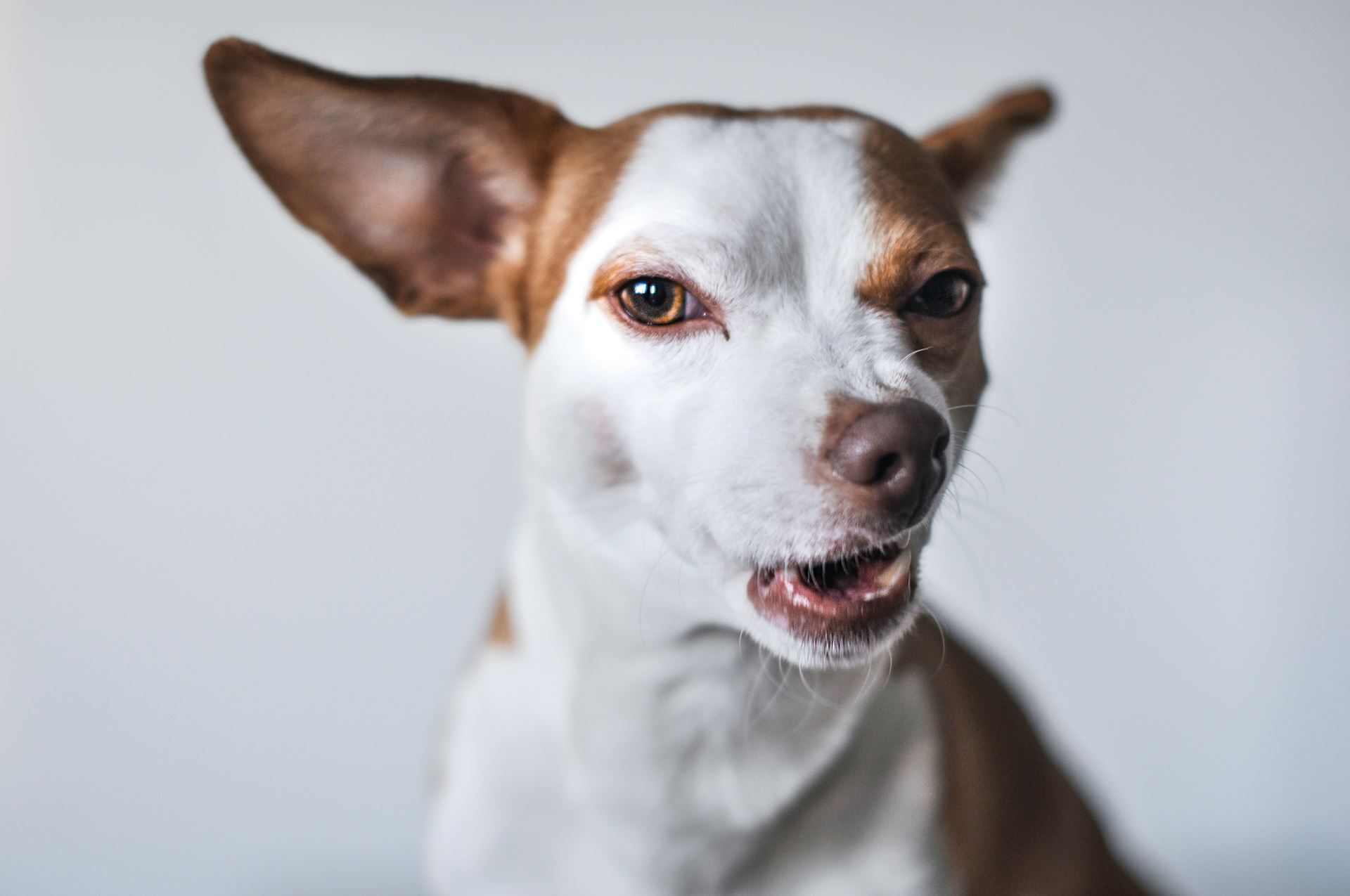 animal bites